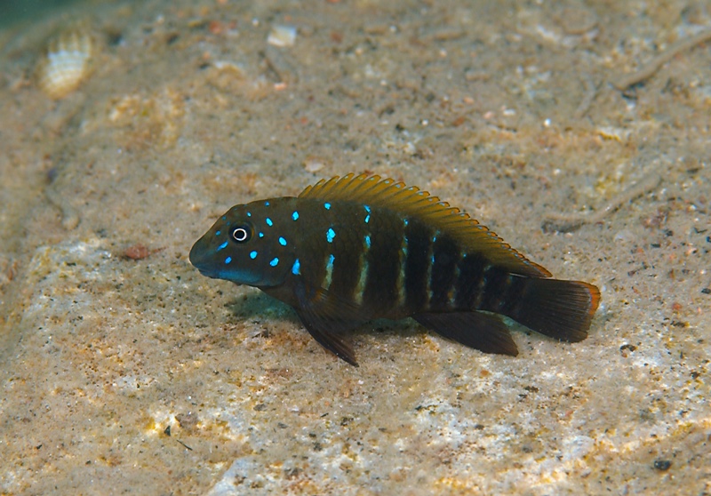 Eretmodus cf. marksmithi 'Muzimu'
